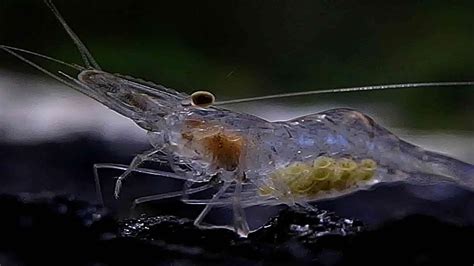  Ghost Shrimp: Ontisten herkkupalat ja merien näkymätön valtias!