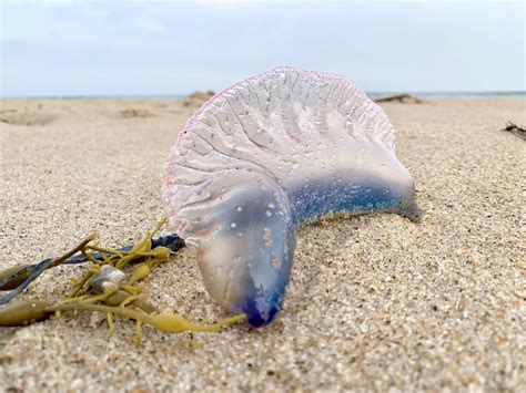 Portugese Man o’ War: A Tiny Terror That Looks Like Something Straight Out of a Fantasy Novel!