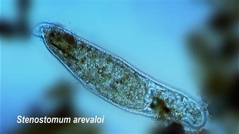  Stenostomum! Tieniä ja silmänluomia näkemyksiin