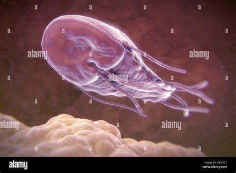  Giardia - Parasitic Protozoan That Inhabits the Small Intestine of Mammals!