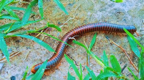  Millipedes! Creatures With Hundreds of Legs That Prefer Staying Hidden From the World