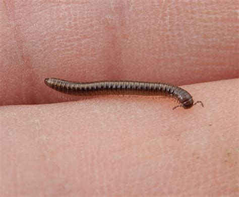  Quaking Millipede: A Tiny Treasure Trove of Defensive Quirks and Fascinating Footwork