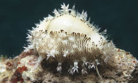  Yellow Cowrie:  Have You Ever Encountered A Slow-Moving Mollusc That Secretes Its Own Protective Armour