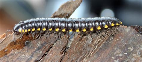  Yellow Millipede: A Creature Crawling Through Time With Hundreds of Legs and Ancient Ancestry!