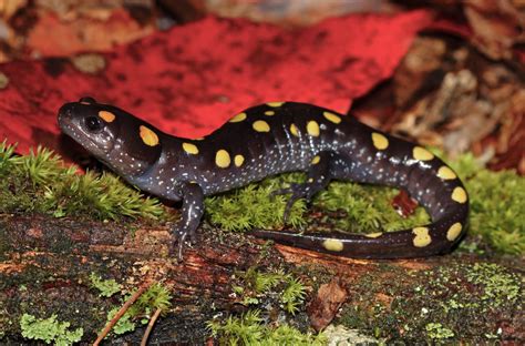 Yellow-Spotted Salamander: A Master of Disguise With an Unquenchable Thirst for Aquatic Adventures!