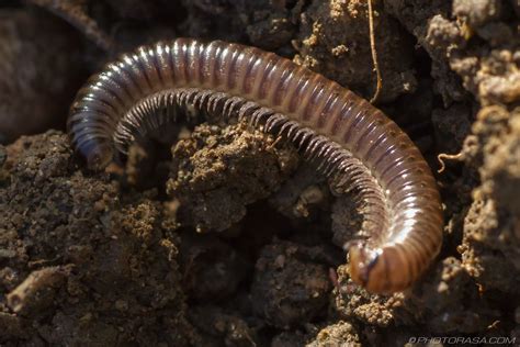  Yucca Millipede: A Curious Crawling Connoisseur with Many Legs!