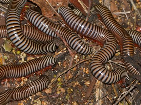  Zebra-Millipede: A Tiny Stripey Wonder With Legs for Days!