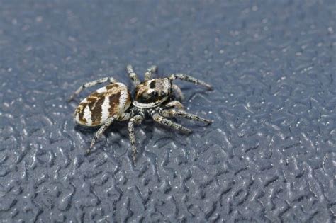  Zebra Spider: A Tiny Marvel Weaving Delicate Silken Traps While Sporting Stripes as Bold as its Name Suggests!