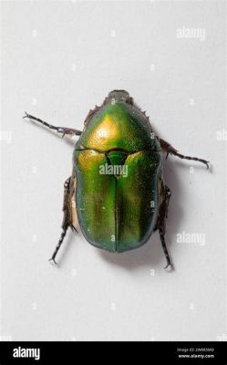  Zopherus!  Learn about this Striking Beetle Known for Its Vibrant Colors and Impressive Defenses